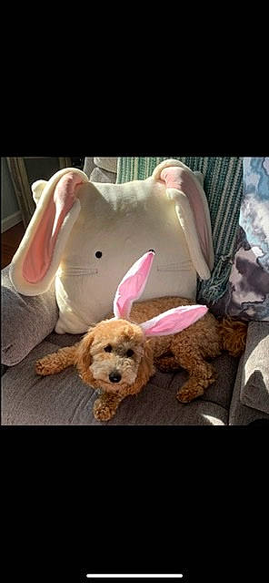 Isla Chica is registered to the contest to win money with this photo: canidae, carnivore, companion_dog, dog, dog_breed, dog_clothes, dog_supply, fawn, fur, labradoodle, pink, small_terrier, snout, sporting_group, stuffed_toy, terrier, toy, toy_dog, working_animal, yorkipoo