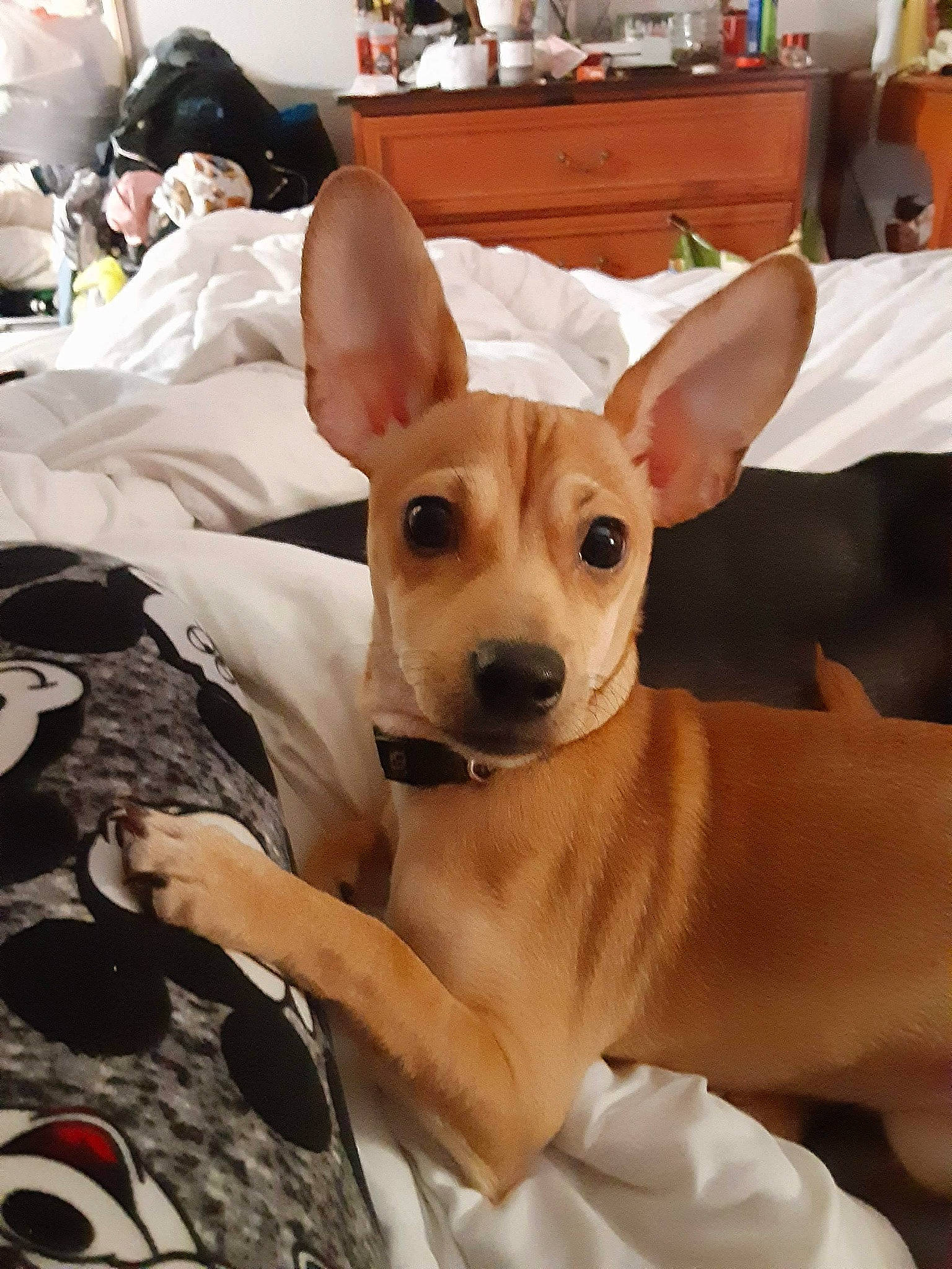 Aztek joined the competition — help win amazing prizes! cabinetry, canidae, carnivore, chair, comfort, companion_dog, dog, dog_breed, dog_supply, ear, eye, fawn, fur, furniture, snout, sporting_group, tail, toy_dog, whiskers, working_animal