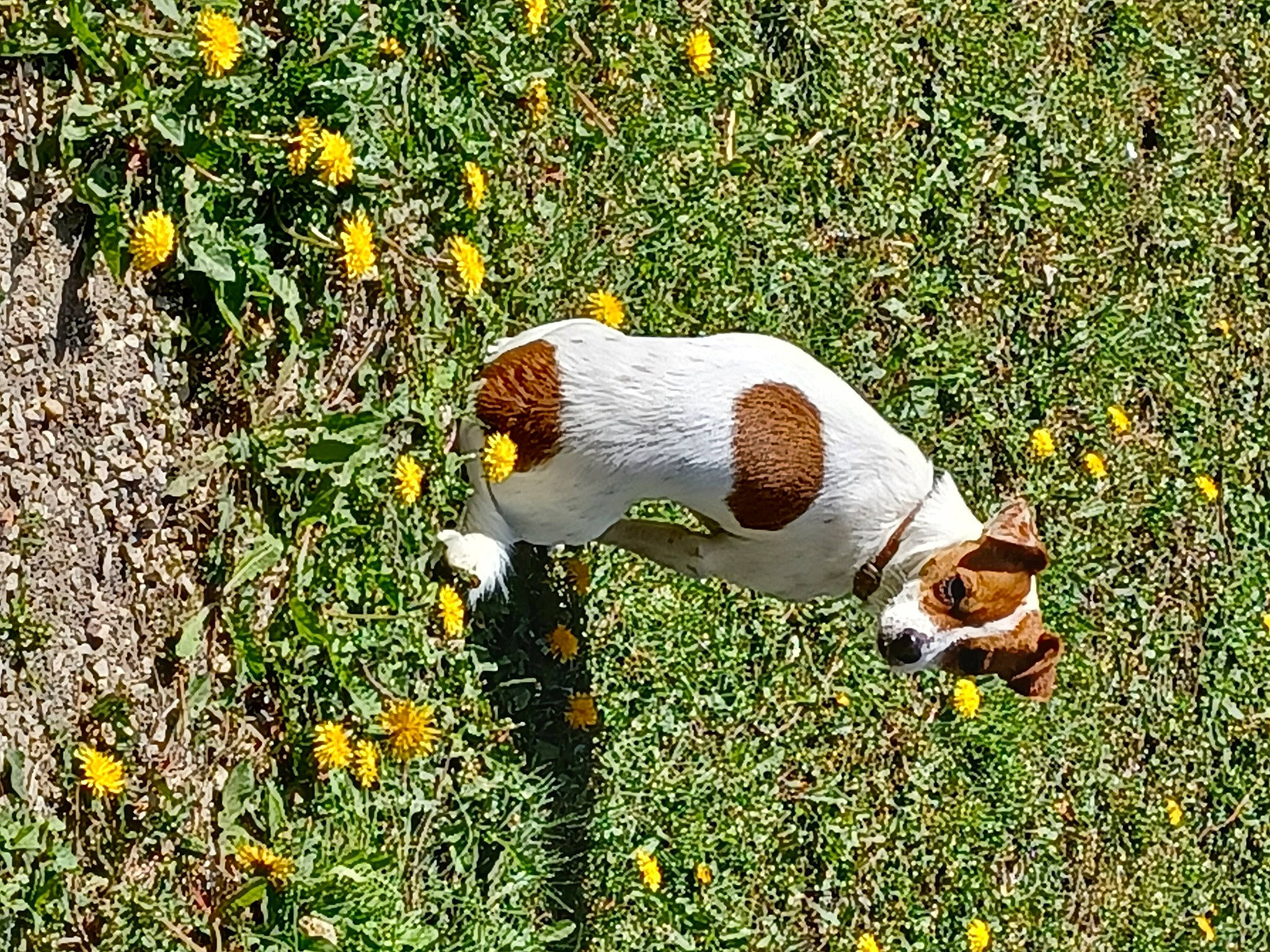 Papaye a rejoint le concours — aidez-le/la à gagner de superbes lots ! canidae, carnivore, companion_dog, dog, dog_breed, fawn, flower, grass, grassland, groundcover, hound, hunting_dog, natural_landscape, pasture, people_in_nature, plant, prairie, sporting_group, tail, terrestrial_animal