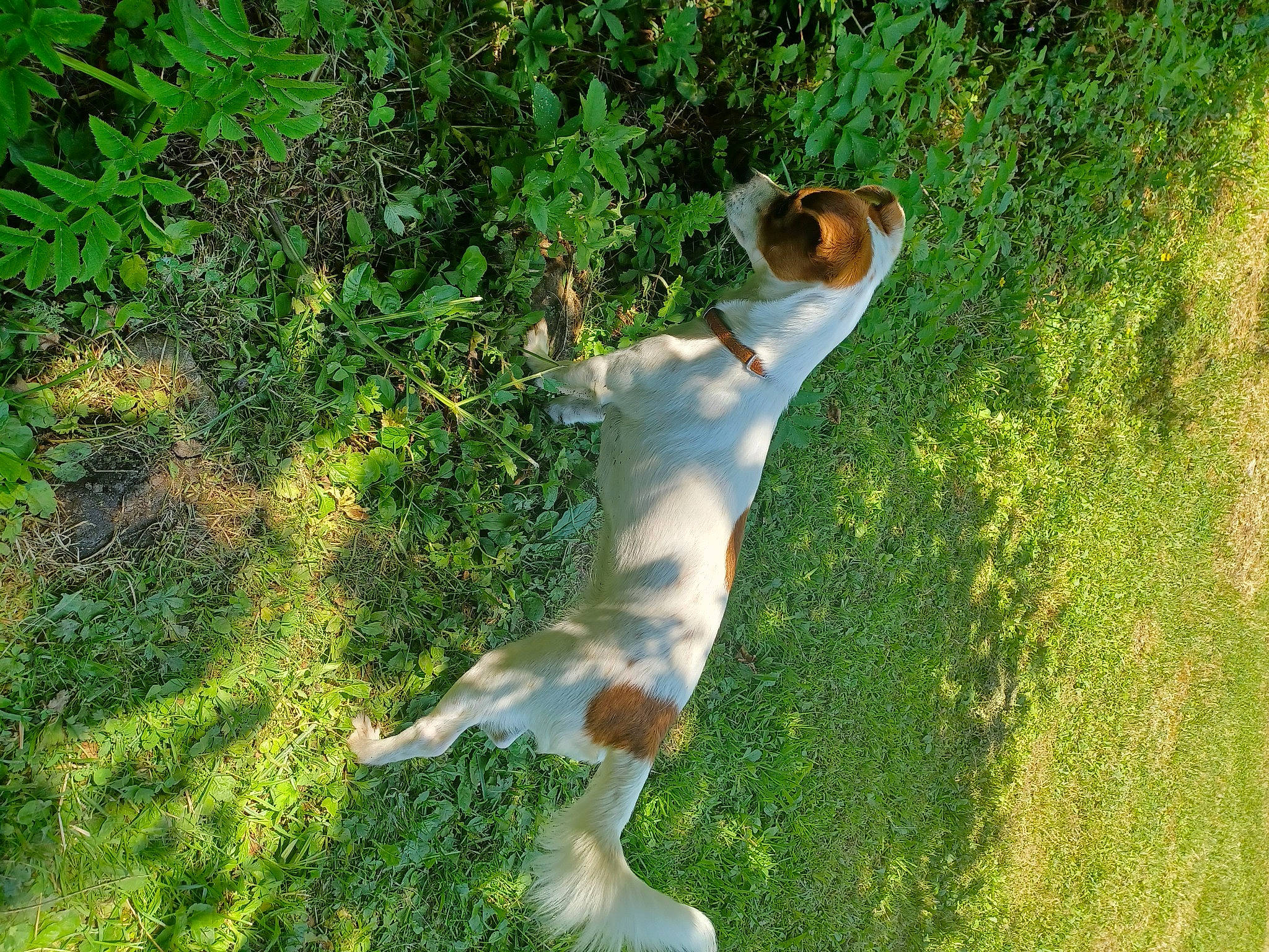Papaye a rejoint le concours — aidez-le/la à gagner de superbes lots ! canidae, carnivore, companion_dog, dog, dog_breed, fawn, grass, grassland, groundcover, landscape, lawn, leisure, pasture, people_in_nature, plant, shadow, sporting_group, sunlight, tail, terrestrial_animal