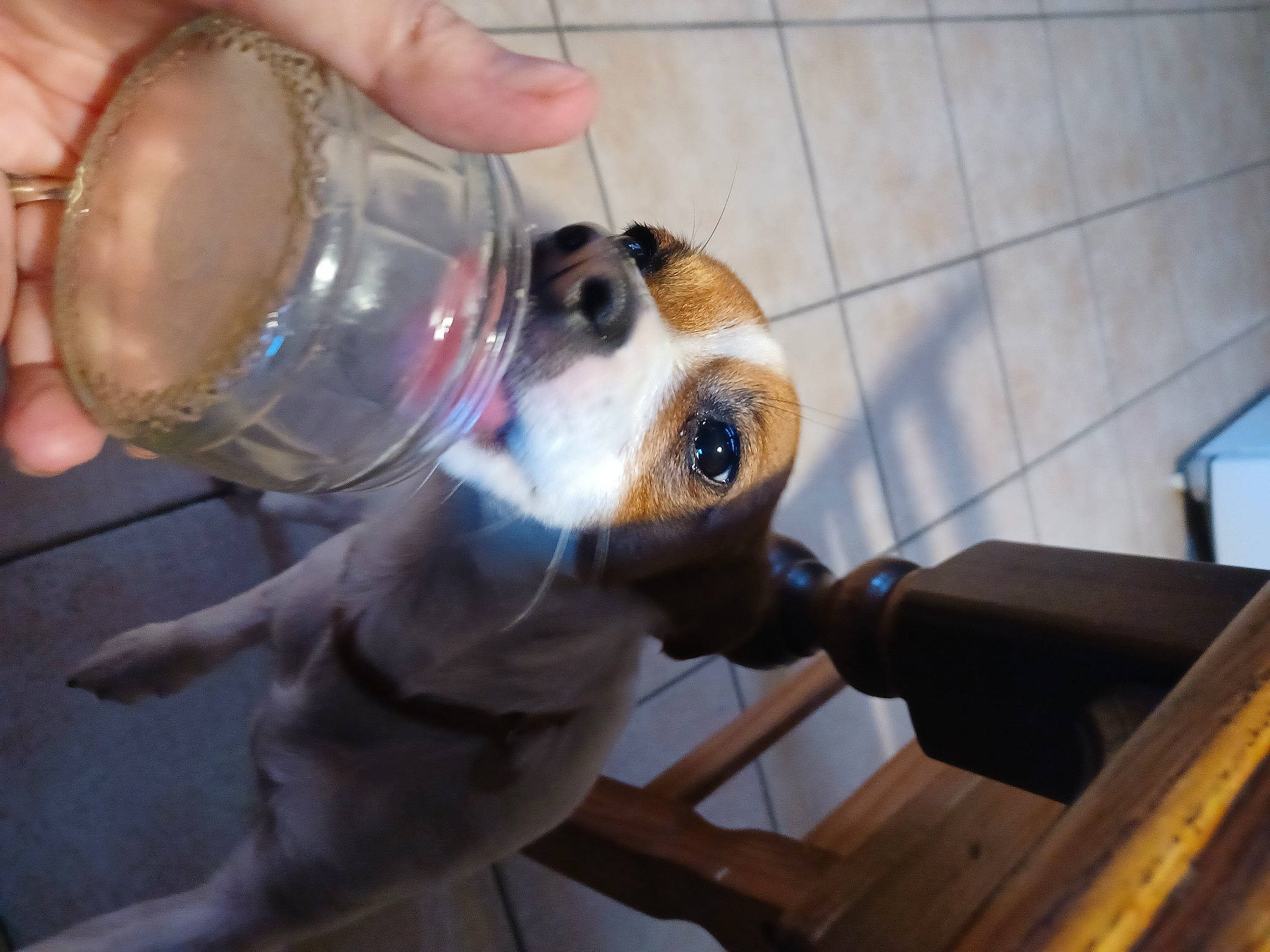 Papaye a rejoint le concours — aidez-le/la à gagner de superbes lots ! barware, carnivore, companion_dog, distilled_beverage, dog, dog_breed, drink, drinking, drinkware, fawn, fluid, glass, measuring_cup, nail, snout, tableware, toy, toy_dog, wood, wrist