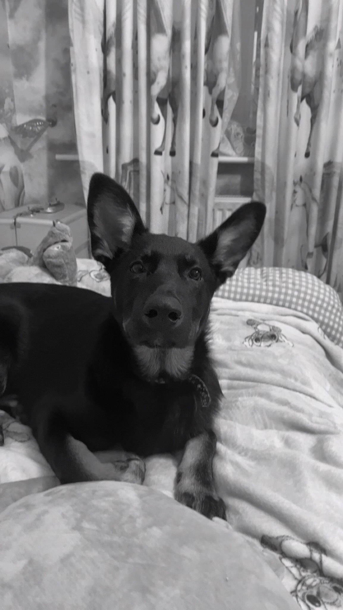 Daisy is registered to the contest to win money with this photo: black, black_and_white, canidae, carnivore, comfort, companion_dog, dog, dog_breed, ear, fawn, monochrome, monochrome_photography, prazsky_krysarik, snout, sporting_group, style, toy_dog, whiskers, white, working_animal