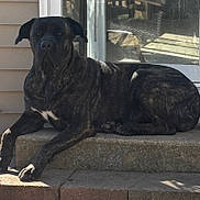 Bruno is registered to the contest to win money with this photo: animal, black_coat, brindle, canine, dog, door, floppy_ears, front_steps, house, large_breed, lying_down, mastiff, outdoors, paws, pet, portrait, relaxed, sunlight, white_chest_marking, window