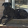 animal, black_coat, brindle, canine, dog, door, floppy_ears, front_steps, house, large_breed, lying_down, mastiff, outdoors, paws, pet, portrait, relaxed, sunlight, white_chest_marking, window