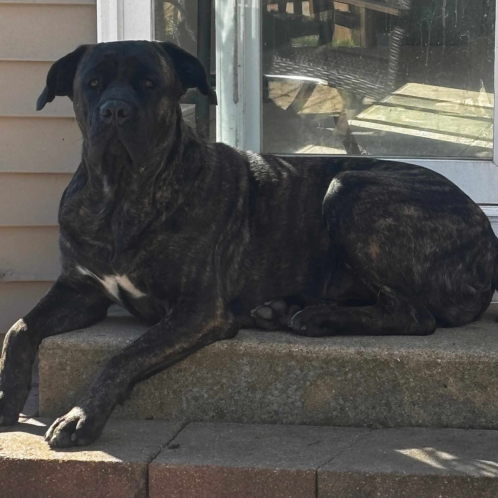 Bruno