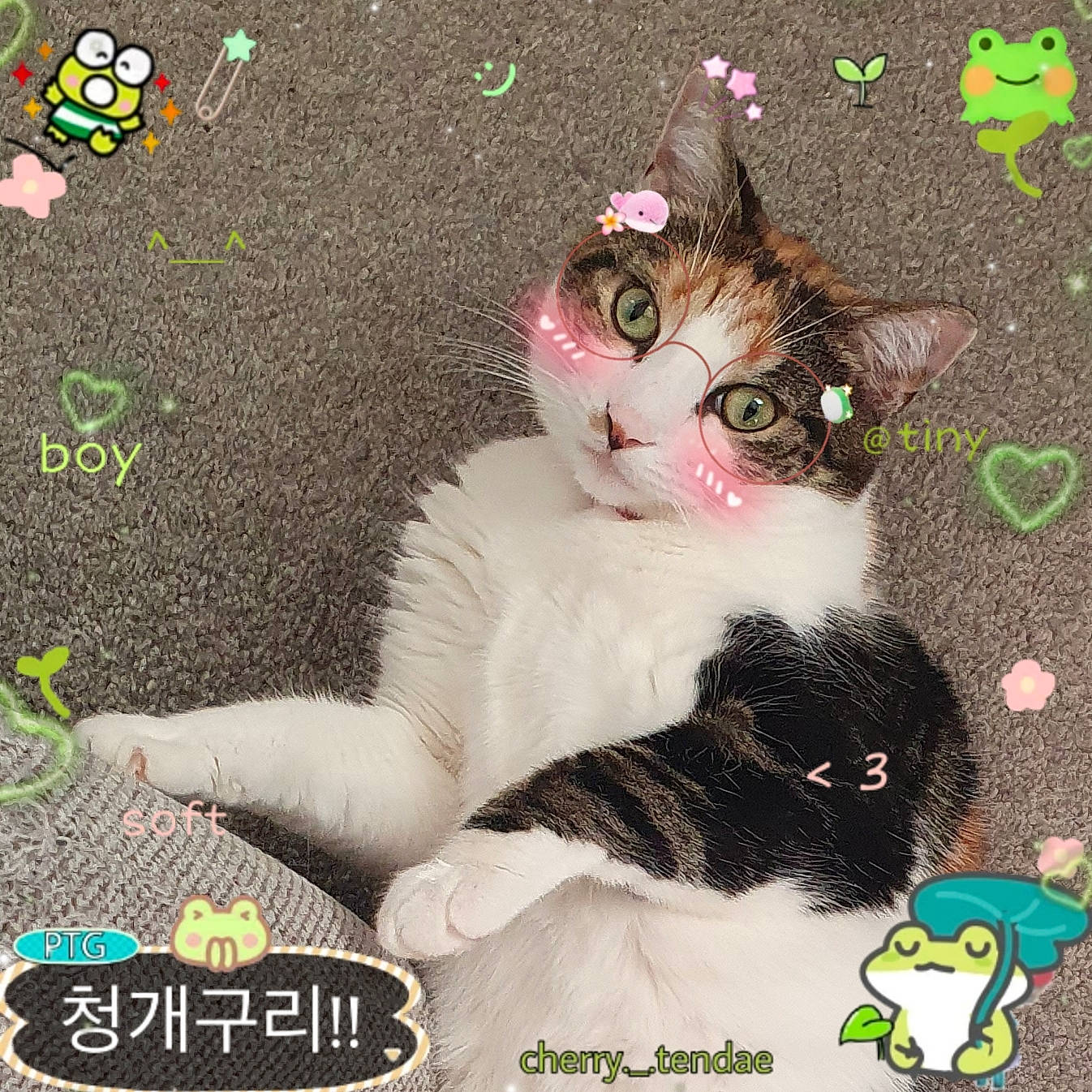 Dotty is registered to the contest to win money with this photo: art, carnivore, cat, cat_supply, creative_arts, domestic_short_haired_cat, felidae, font, fur, grass, green, happy, logo, organism, paw, pet_supply, photo_caption, small_to_medium_sized_cats, tail, whiskers