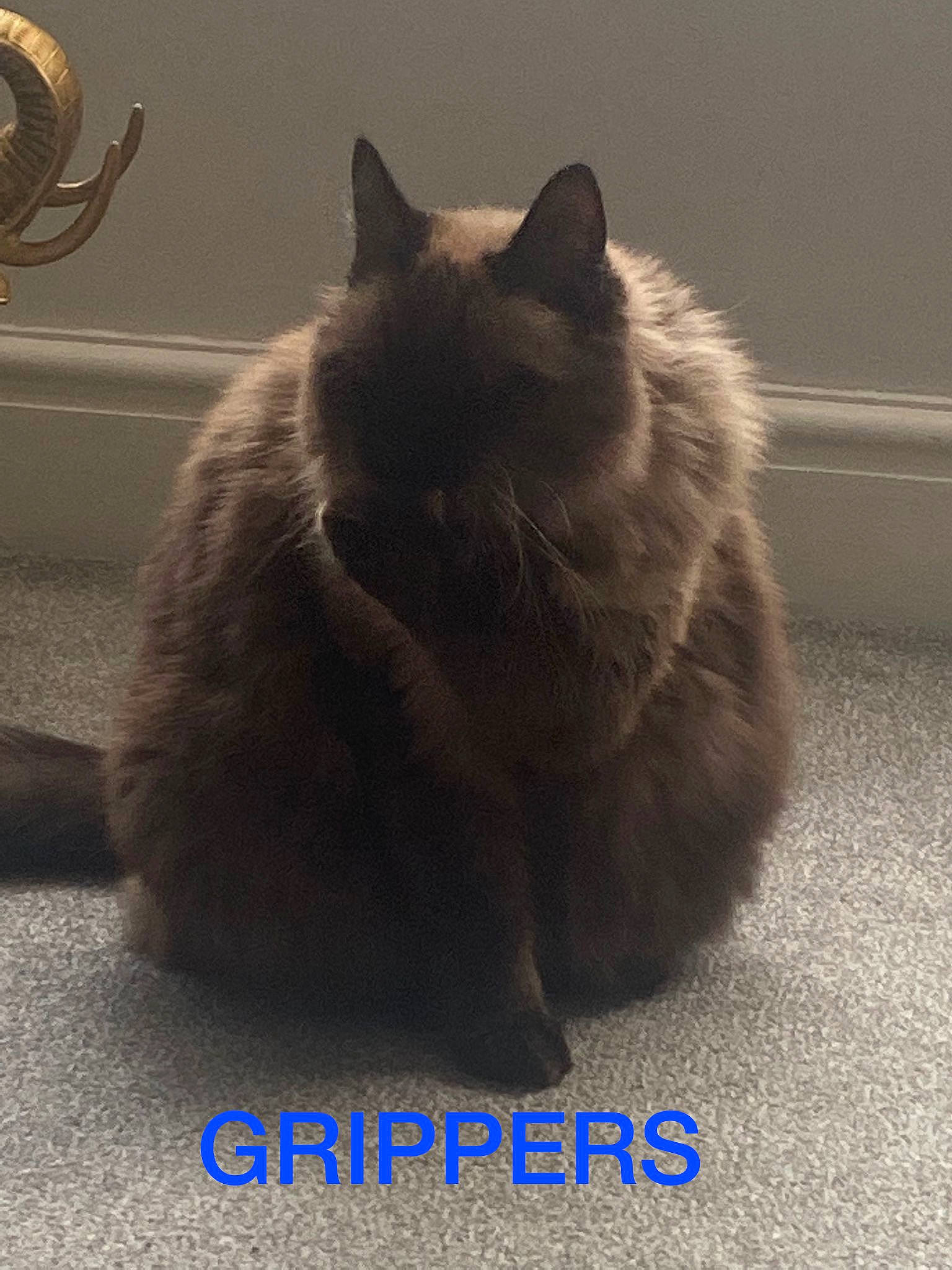 Rupee is registered to the contest to win money with this photo: carnivore, cat, fawn, felidae, flooring, fur, paw, small_to_medium_sized_cats, snout, tail, tints_and_shades, whiskers