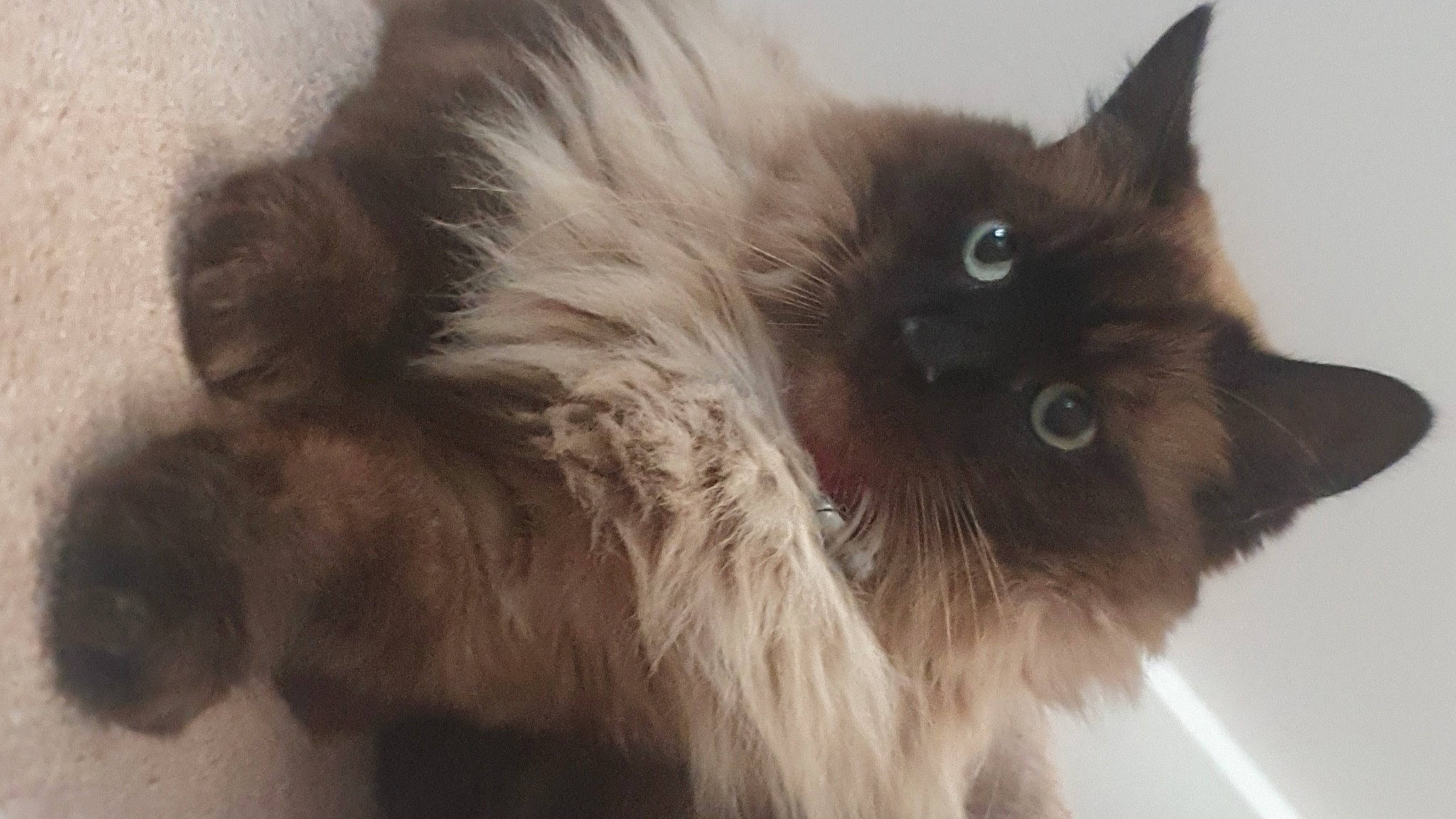 Rupee is registered to the contest to win money with this photo: balinese, birman, carnivore, cat, fawn, felidae, fur, persian, ragdoll, siamese, small_to_medium_sized_cats, terrestrial_animal, whiskers