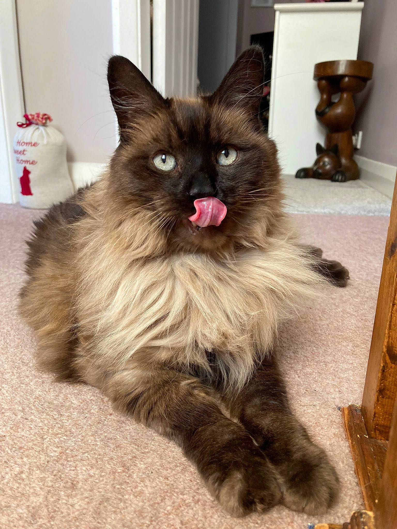 Rupee joined the competition — help win amazing prizes! artifact, canidae, carnivore, cat, claw, companion_dog, dog_breed, domestic_short_haired_cat, fawn, felidae, flooring, fur, paw, small_to_medium_sized_cats, snout, tail, terrestrial_animal, whiskers