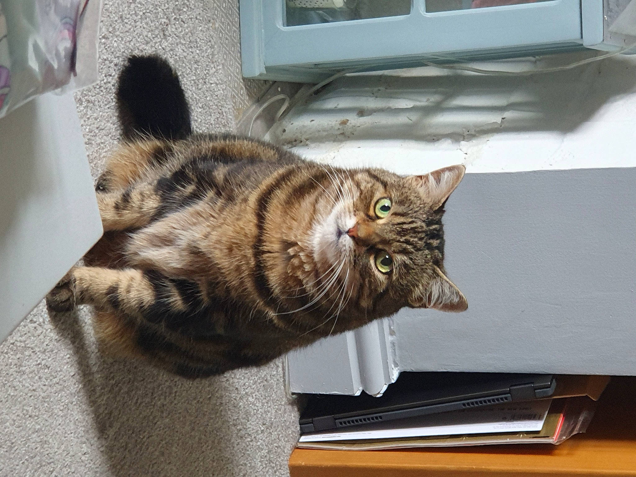 Bramble is registered to the contest to win money with this photo: carnivore, cat, cat_supply, comfort, domestic_short_haired_cat, felidae, fur, paw, small_to_medium_sized_cats, snout, tail, terrestrial_animal, whiskers, window, wood