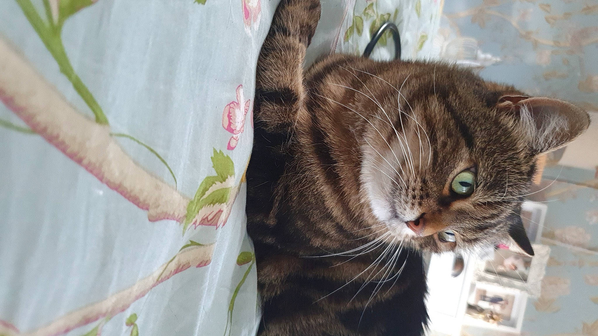 Bramble joined the competition — help win amazing prizes! carnivore, cat, cat_furniture, cat_supply, claw, domestic_short_haired_cat, felidae, fur, grass, linens, paw, pet_supply, plant, small_to_medium_sized_cats, tail, terrestrial_animal, tree, twig, whiskers, window