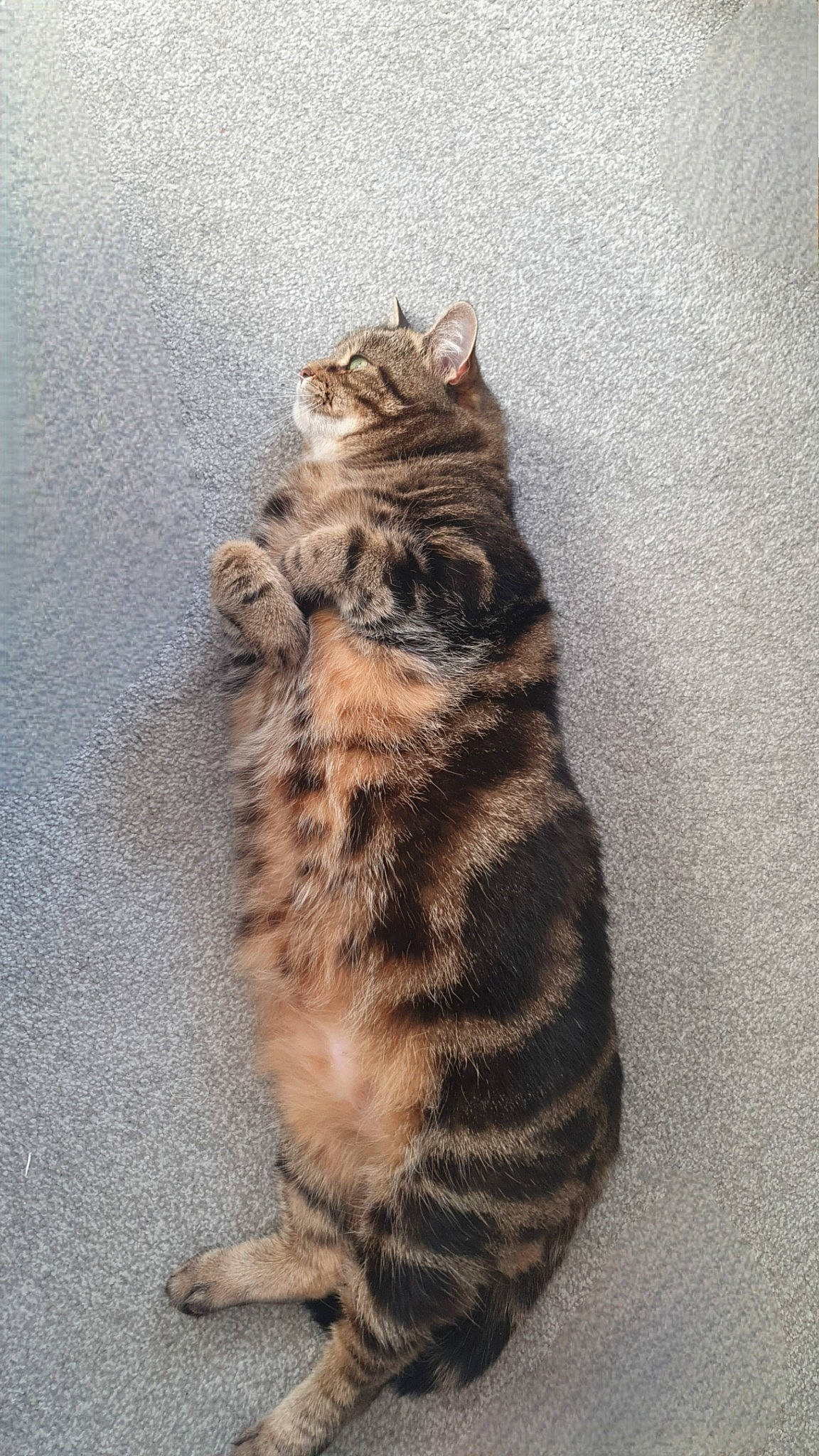 Bramble joined the competition — help win amazing prizes! carnivore, cat, claw, domestic_short_haired_cat, door, eye, felidae, flooring, foot, fur, head, pattern, paw, small_to_medium_sized_cats, snout, tail, terrestrial_animal, toe, whiskers, wood