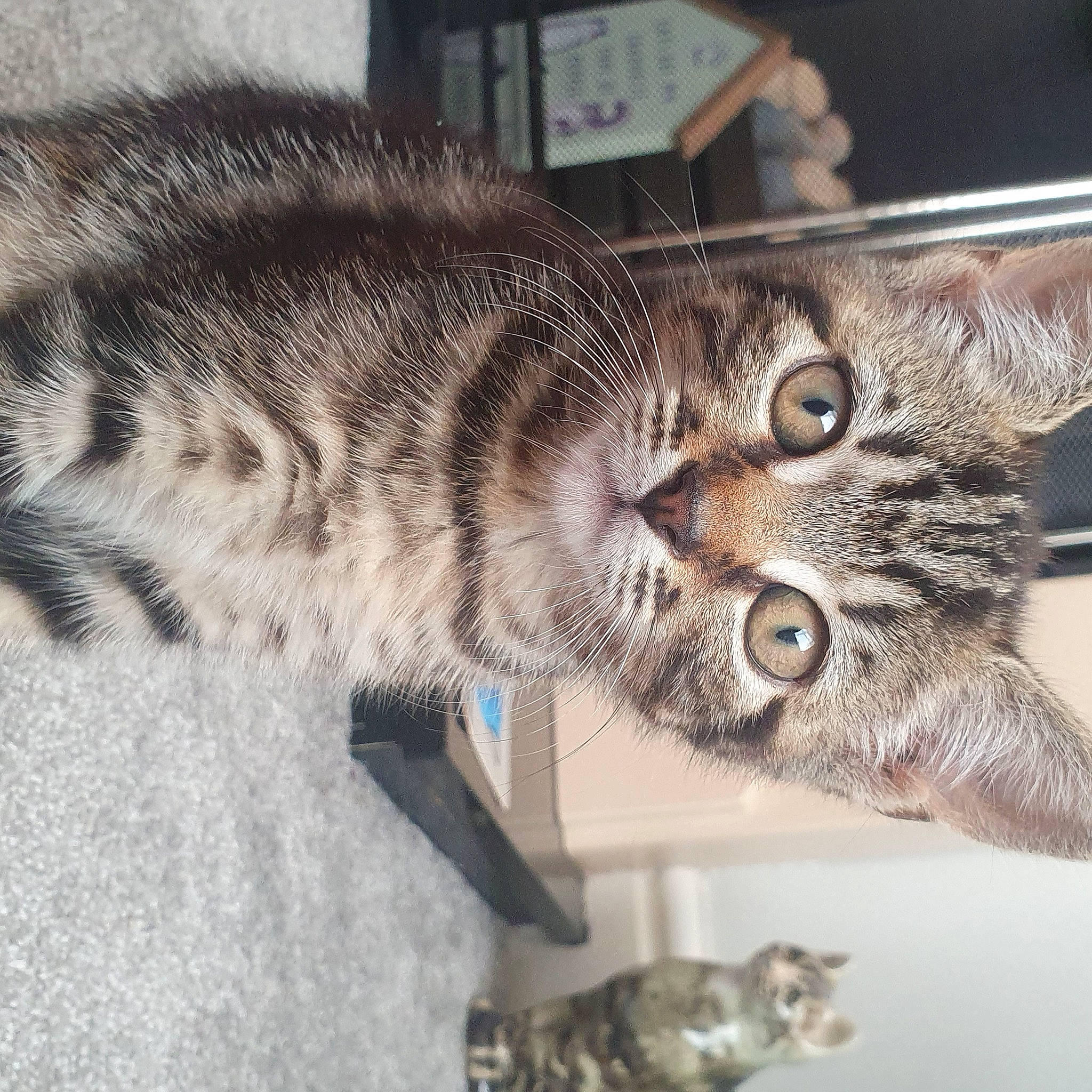 Mabel is registered to the contest to win money with this photo: carnivore, cat, claw, domestic_short_haired_cat, felidae, fur, metal, paw, small_to_medium_sized_cats, snout, tail, terrestrial_animal, vertebrate, whiskers