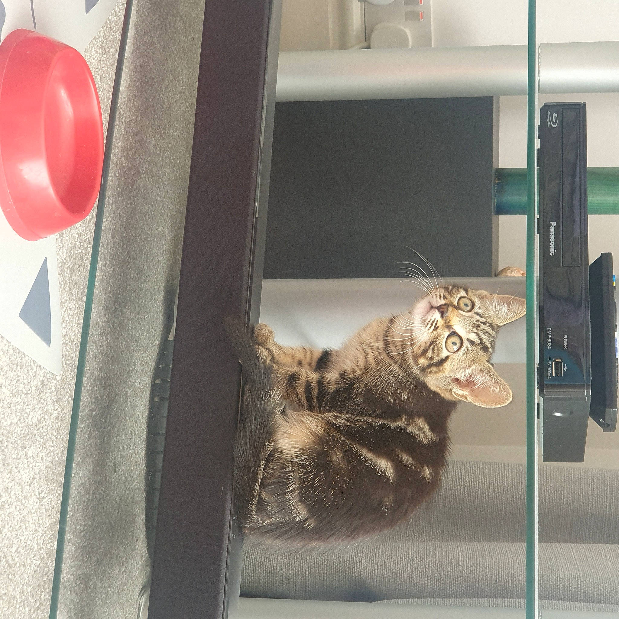 Mabel is registered to the contest to win money with this photo: balloon, big_cats, canidae, carnivore, cat, claw, domestic_short_haired_cat, felidae, flooring, fur, leopard, metal, party_supply, room, small_to_medium_sized_cats, snout, sporting_group, tail, terrestrial_animal, whiskers