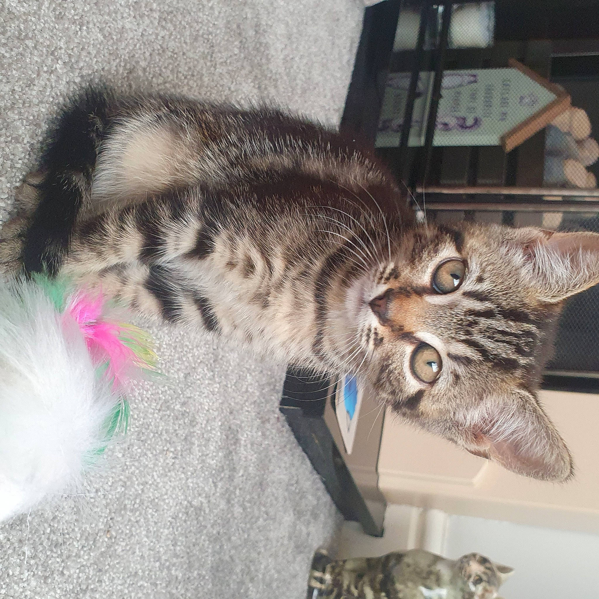 Mabel joined the competition — help win amazing prizes! box, carnivore, cat, claw, comfort, domestic_short_haired_cat, ear, felidae, fur, metal, paw, small_to_medium_sized_cats, snout, tail, whiskers