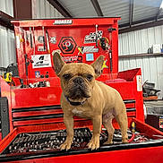 Fudge is registered to the contest to win money with this photo: animal, brown_dog, canine, collar, cute, dog, equipment, face, french_bulldog, garage, indoor, industrial, mechanic, metal_tools, pet, red, standing, tool_chest, workshop, wrenches