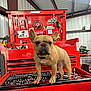animal, brown_dog, canine, collar, cute, dog, equipment, face, french_bulldog, garage, indoor, industrial, mechanic, metal_tools, pet, red, standing, tool_chest, workshop, wrenches