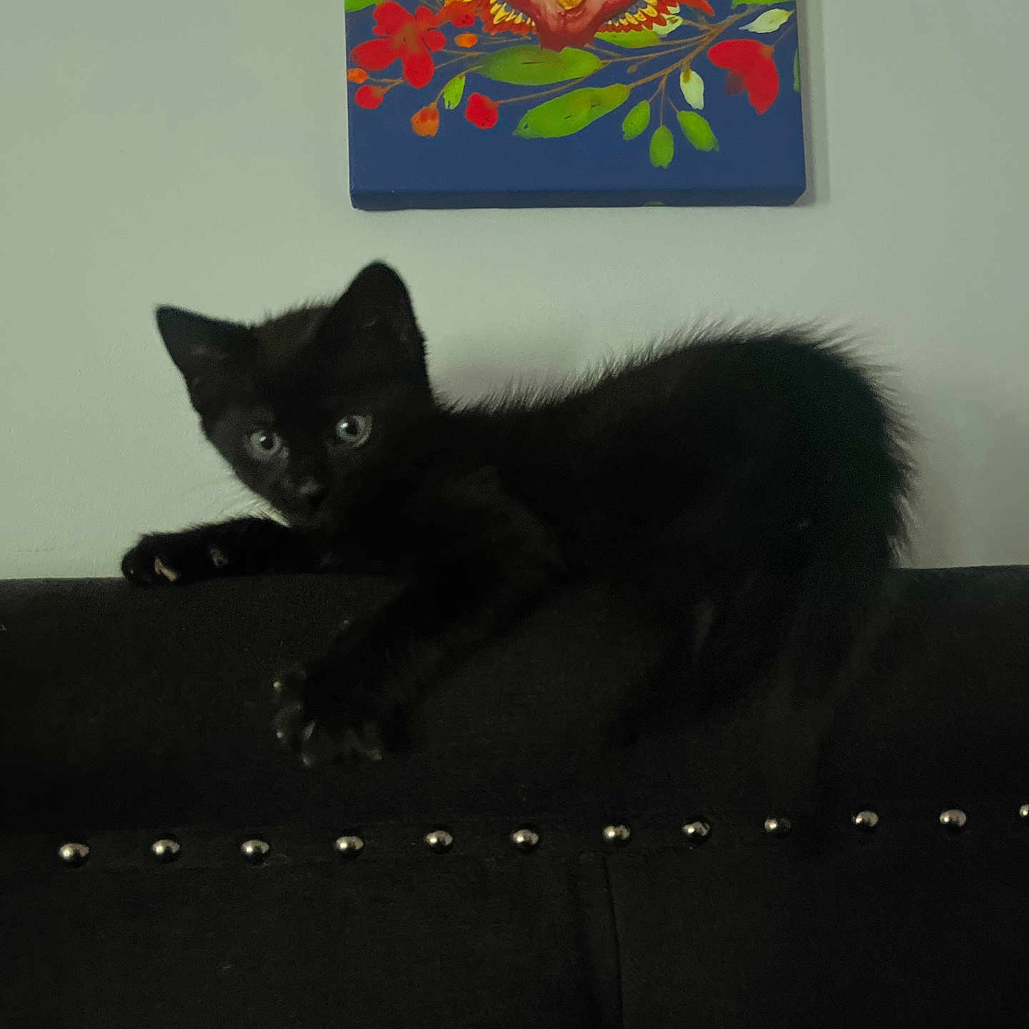 Draco