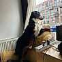 Aïko a rejoint le concours — aidez-le/la à gagner de superbes lots ! dog, bernese_mountain_dog, chair, window, indoor, radiator, blanket, water_bottle, power_strip, curtain, building, urban, furniture, pet, looking_out_window, leather_chair, side_view, daylight, houseplant, cord