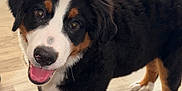 Aïko a rejoint le concours — aidez-le/la à gagner de superbes lots ! bernese_mountain_dog, puppy, dog, happy, smiling, tongue_out, indoor, wooden_floor, furniture, window, sunlight, pet, cute, animal, black_fur, white_fur, brown_fur, standing, young, domestic_dog