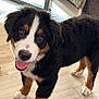 bernese_mountain_dog, puppy, dog, happy, smiling, tongue_out, indoor, wooden_floor, furniture, window, sunlight, pet, cute, animal, black_fur, white_fur, brown_fur, standing, young, domestic_dog