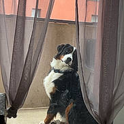 Aïko a rejoint le concours — aidez-le/la à gagner de superbes lots ! dog, bernese_mountain_dog, balcony, curtains, sheer_curtains, window, glass_door, pet, animal, sitting, looking, urban, building, floor, collar, fence, outdoor, daylight, reflection, contemplative