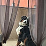 dog, bernese_mountain_dog, balcony, curtains, sheer_curtains, window, glass_door, pet, animal, sitting, looking, urban, building, floor, collar, fence, outdoor, daylight, reflection, contemplative