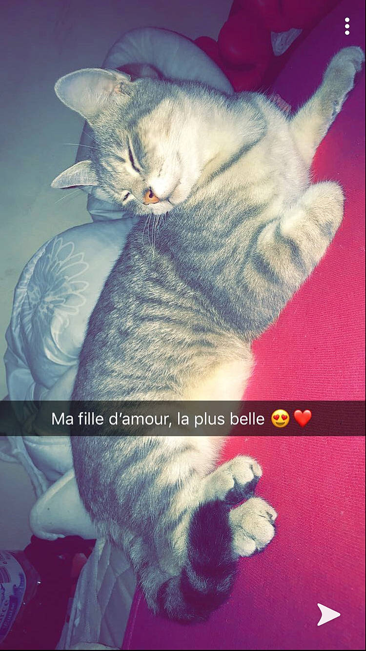 Maya participe au concours pour gagner de l'argent avec cette photo : asian, california_spangled, carnivore, cat, domestic_short_haired_cat, european_shorthair, felidae, german_rex, kitten, paw, photo_caption, polydactyl_cat, small_to_medium_sized_cats, tabby_cat, tail, whiskers