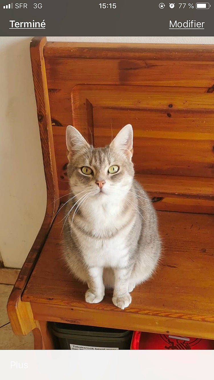 Maya a rejoint le concours — aidez-le/la à gagner de superbes lots ! carnivore, cat, cat_furniture, domestic_short_haired_cat, end_table, felidae, fur, hardwood, plank, plywood, small_to_medium_sized_cats, tail, varnish, vertebrate, whiskers, wood, wood_stain