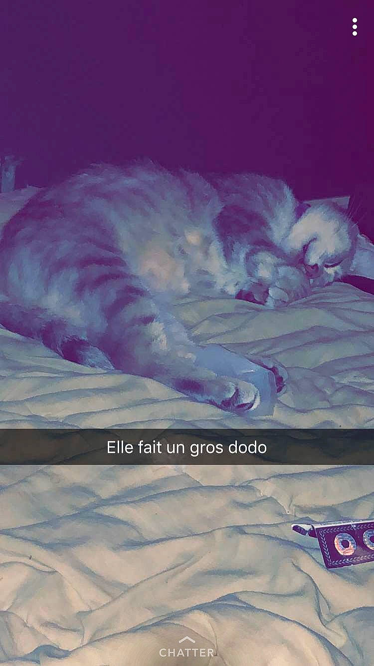 Maya participe au concours pour gagner de l'argent avec cette photo : carnivore, cat, felidae, fur, nap, organism, paw, sleep, small_to_medium_sized_cats, vertebrate, whiskers