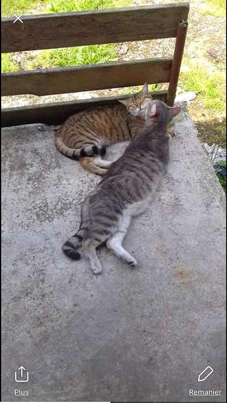 Maya a rejoint le concours — aidez-le/la à gagner de superbes lots ! carnivore, cat, domestic_short_haired_cat, felidae, fur, grey, mammal, organism, paw, small_to_medium_sized_cats, snapshot, tabby_cat, tail, terrestrial_animal, vertebrate, whiskers