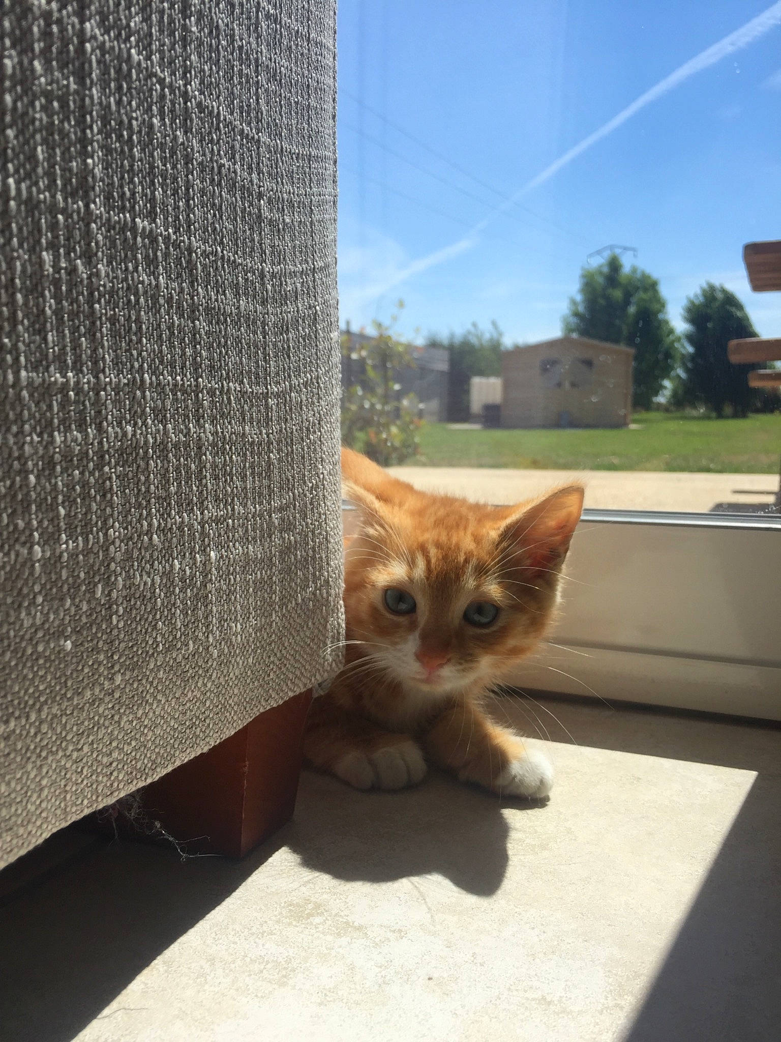 Tsuky a rejoint le concours — aidez-le/la à gagner de superbes lots ! asphalt, carnivore, cat, fawn, felidae, fur, grass, plant, road_surface, shade, sky, small_to_medium_sized_cats, snout, tail, tints_and_shades, tree, trunk, whiskers, window, wood