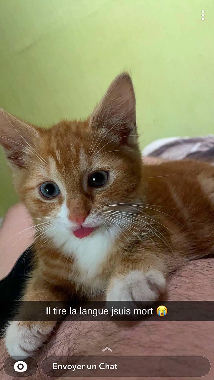 Tsuky participe au concours pour gagner de l'argent avec cette photo : carnivore, cat, claw, domestic_short_haired_cat, fawn, felidae, fur, paw, photo_caption, small_to_medium_sized_cats, snout, tail, terrestrial_animal, whiskers