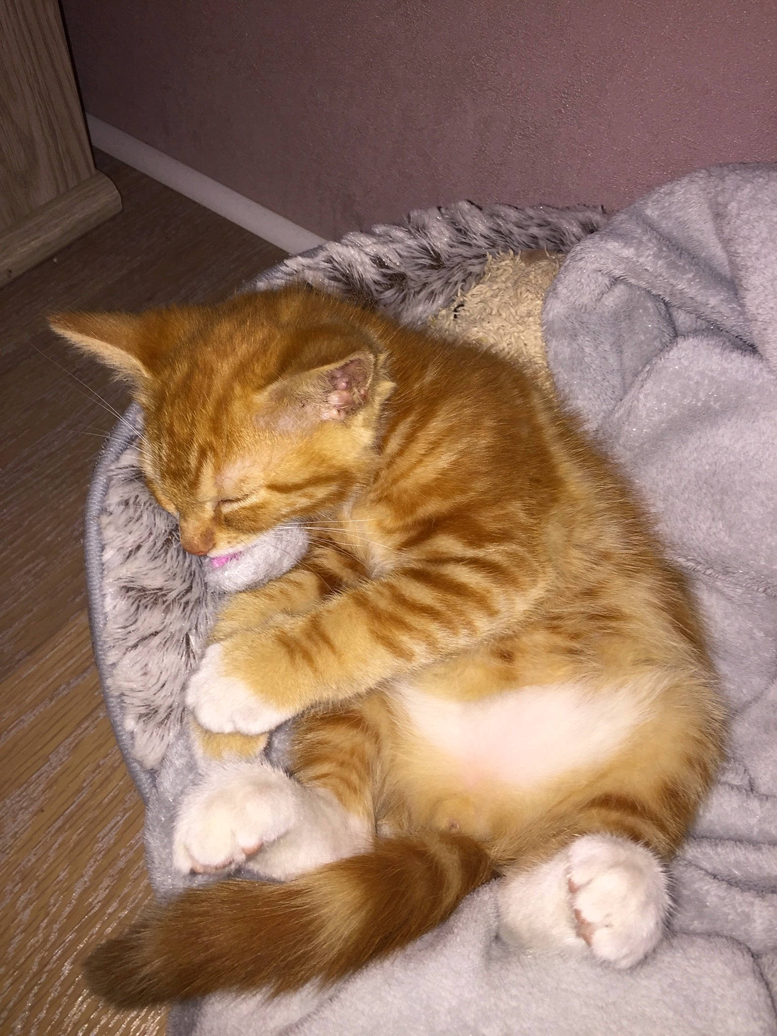 Tsuky participe au concours pour gagner de l'argent avec cette photo : brown, carnivore, cat, claw, comfort, domestic_short_haired_cat, fawn, felidae, flooring, foot, fur, hardwood, paw, sitting, small_to_medium_sized_cats, snout, tail, whiskers, window, wood