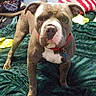 Steele is registered to the contest to win money with this photo: dog, bulldog, pet, animal, standing, portrait, indoors, bed, blanket, collar, red_collar, brown_fur, white_chest, white_muzzle, floppy_ears, looking_at_camera, bedroom, bedding, home, funny_expression