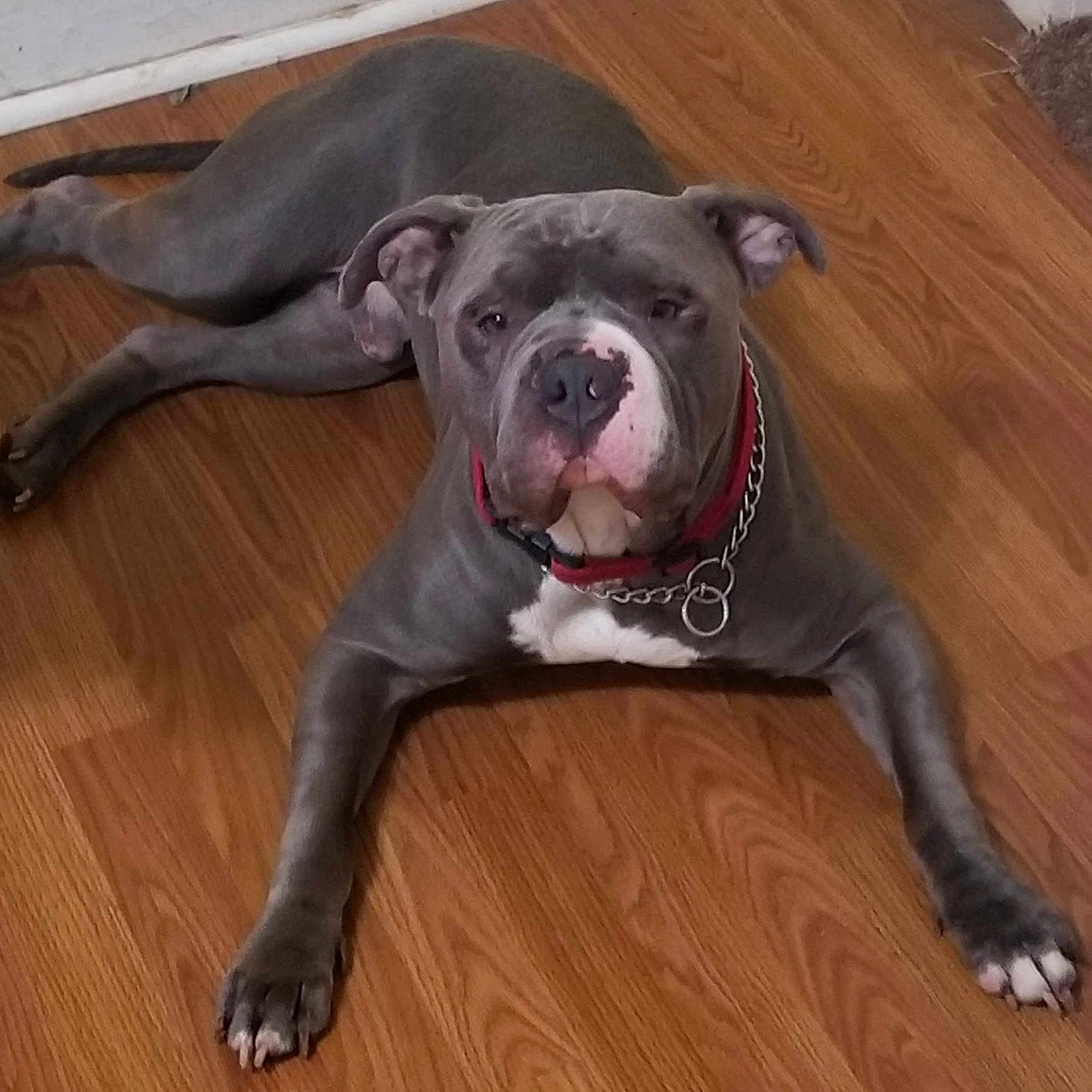 Steele joined the competition — help win amazing prizes! dog, gray_dog, white_chest, pit_bull_type, lying_down, sprawled, hardwood_floor, indoor, red_collar, chain_collar, short_hair, floppy_ears, brown_floor, front_view, looking_at_camera, paws, relaxed, pet, animal_portrait, home