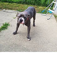 Steele is registered to the contest to win money with this photo: dog, bulldog, gray_dog, pet, animal, standing, outdoor, patio, concrete, chain_link_fence, garden, grass, greenery, collar, leash, wrinkled_face, short_coat, front_view, backyard, portrait