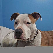 Elsa is registered to the contest to win money with this photo: dog, pit_bull, pet, animal, portrait, close_up, lying_down, bed, bedroom, blue_wall, brown_and_white, short_hair, collar, chain_collar, ears, nose, eyes, serious_expression, indoor, dollar_art
