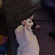 Helios is registered to the contest to win money with this photo: black_and_white, blanket, carpet, cat, clutter, cozy, feline, foot, footwear, game_controller, indoor, lying_down, papers, paw_raised, pet, playful, relaxing, tail, textile, whiskers