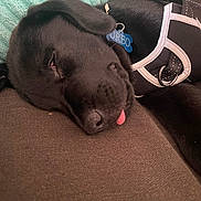 Oreo joined the competition — help win amazing prizes! dog, black_dog, sleeping, tongue_out, harness, couch, pillow, pet_tag, resting, indoors, close_up, canine, relaxation, fur, nap, domestic_animal, companion, cute, animal, cozy