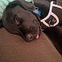 dog, black_dog, sleeping, tongue_out, harness, couch, pillow, pet_tag, resting, indoors, close_up, canine, relaxation, fur, nap, domestic_animal, companion, cute, animal, cozy