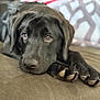 dog, black_dog, paw, couch, indoor, pet, close_up, lying_down, canine, fur, animal, domestic_animal, face, snout, nail, resting, expression, looking, cozy, blurred_background