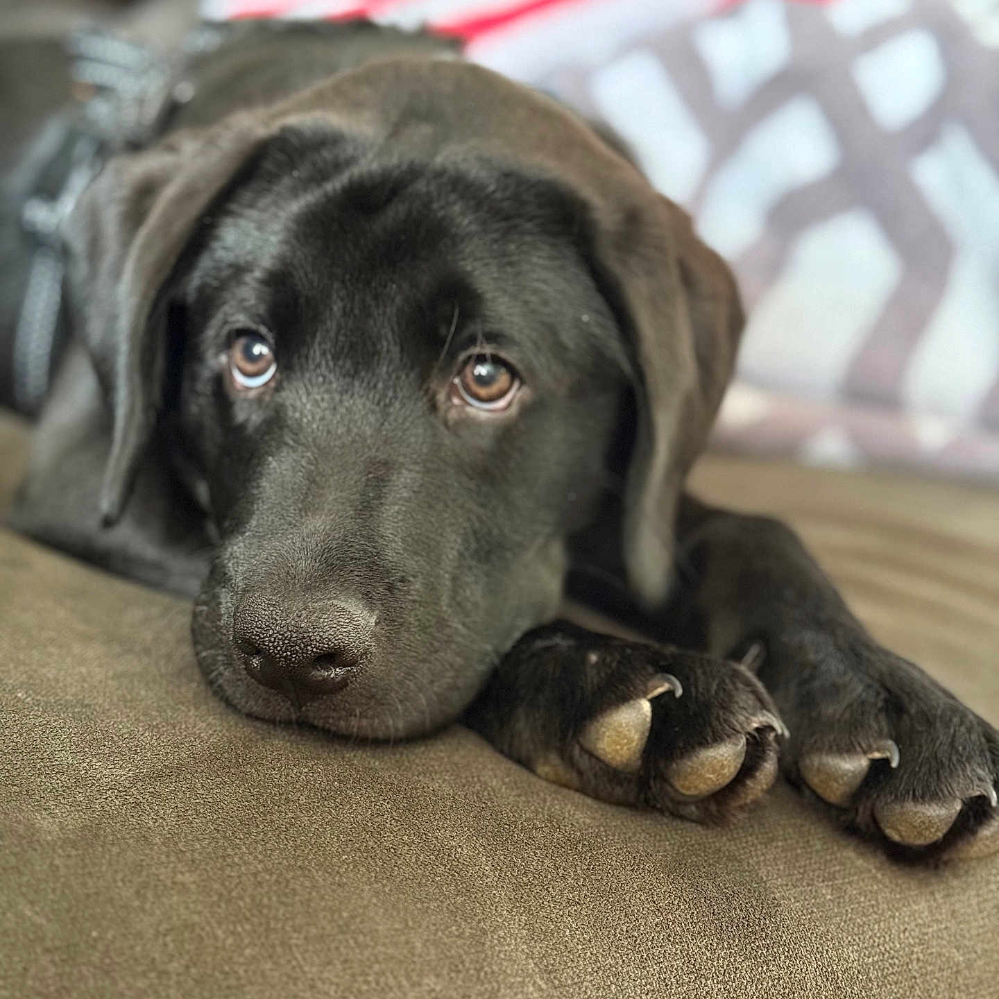 Oreo joined the competition — help win amazing prizes! animal, black_dog, blurred_background, canine, close_up, couch, cozy, dog, domestic_animal, expression, face, fur, indoor, looking, lying_down, nail, paw, pet, resting, snout