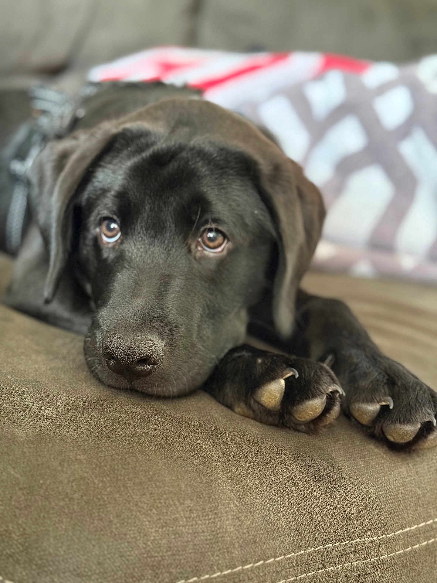 Oreo joined the competition — help win amazing prizes! dog, black_dog, paw, couch, indoor, pet, close_up, lying_down, canine, fur, animal, domestic_animal, face, snout, nail, resting, expression, looking, cozy, blurred_background