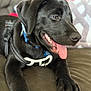 Oreo joined the competition — help win amazing prizes! dog, puppy, black_dog, tongue_out, pet, animal, indoor, couch, fur, happy, playful, collar, harness, closeup, canine, domestic_animal, resting, young_dog, paw, smiling