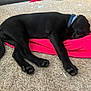 Oreo joined the competition — help win amazing prizes! black_dog, puppy, sleeping, blanket, red, carpet, indoor, pet, canine, collar, resting, fur, young_dog, laying_down, cozy, domestic_animal, cute, animal, relaxing, home