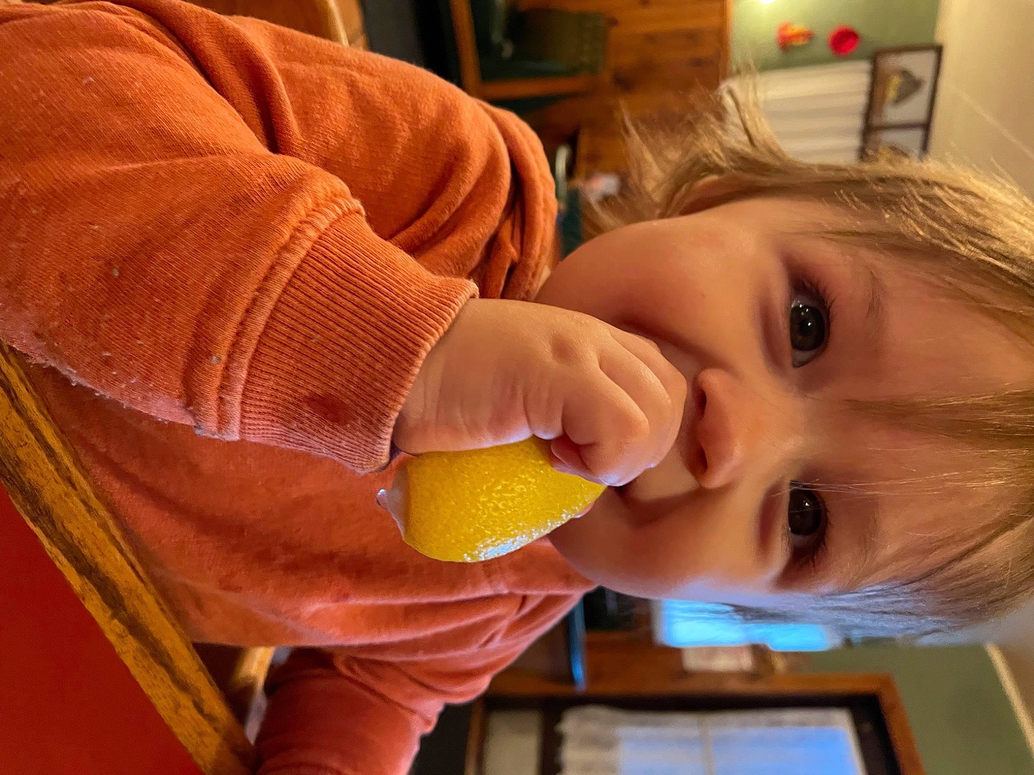 Harvey joined the competition — help win amazing prizes! baby, biting, calamondin, child, citric_acid, citrus, eyelash, food, fruit, happy, nail, natural_foods, nose, orange, person, picture_frame, play, toddler, valencia_orange, wood