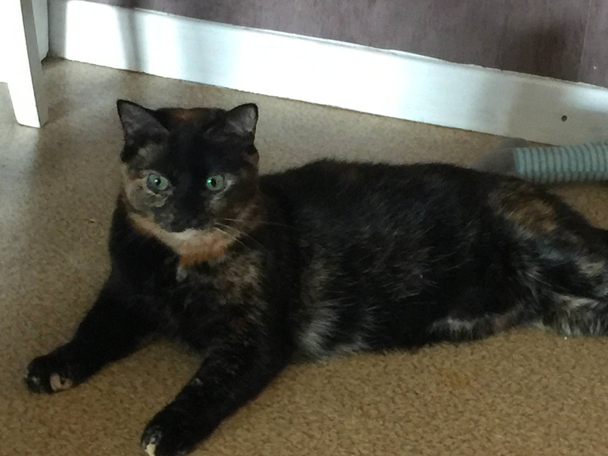 Lyna participe au concours pour gagner de l'argent avec cette photo : american_shorthair, asian, black_cat, bombay, carnivore, cat, domestic_short_haired_cat, european_shorthair, eye, felidae, fur, german_rex, kitten, mammal, polydactyl_cat, small_to_medium_sized_cats, tail, vertebrate, whiskers