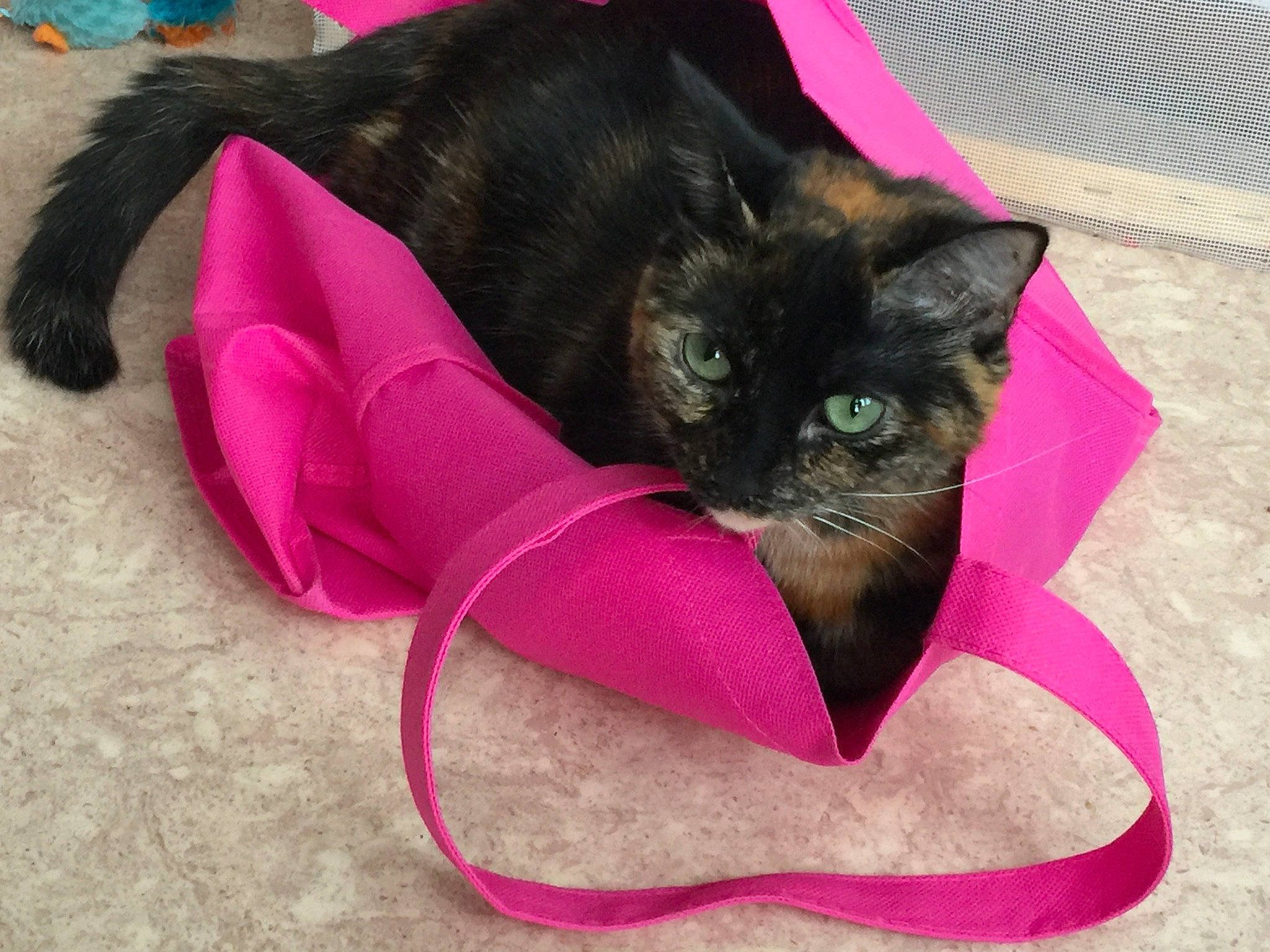 Lyna a rejoint le concours — aidez-le/la à gagner de superbes lots ! asian, black_cat, burmese, carnivore, cat, fawn, felidae, fur, kitten, magenta, pink, small_to_medium_sized_cats, tail, whiskers