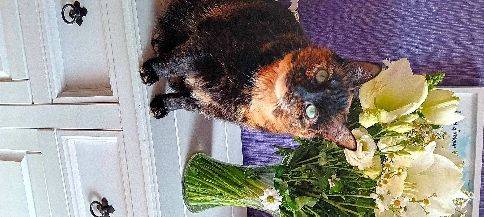Lyna a rejoint le concours — aidez-le/la à gagner de superbes lots ! carnivore, cat, domestic_short_haired_cat, door, felidae, floral_design, flower, flower_arranging, fur, garnish, grass, herb, houseplant, leaf_vegetable, plant, small_to_medium_sized_cats, tail, vegetable, whiskers, window